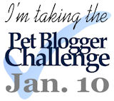 pet blogger challenge