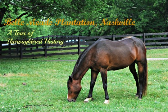 Belle Meade Plantation Horse Nashville