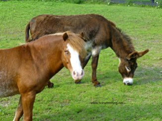 Blind horse and donkey at Dog Tales Dog Rescue and Horse Sanctuary