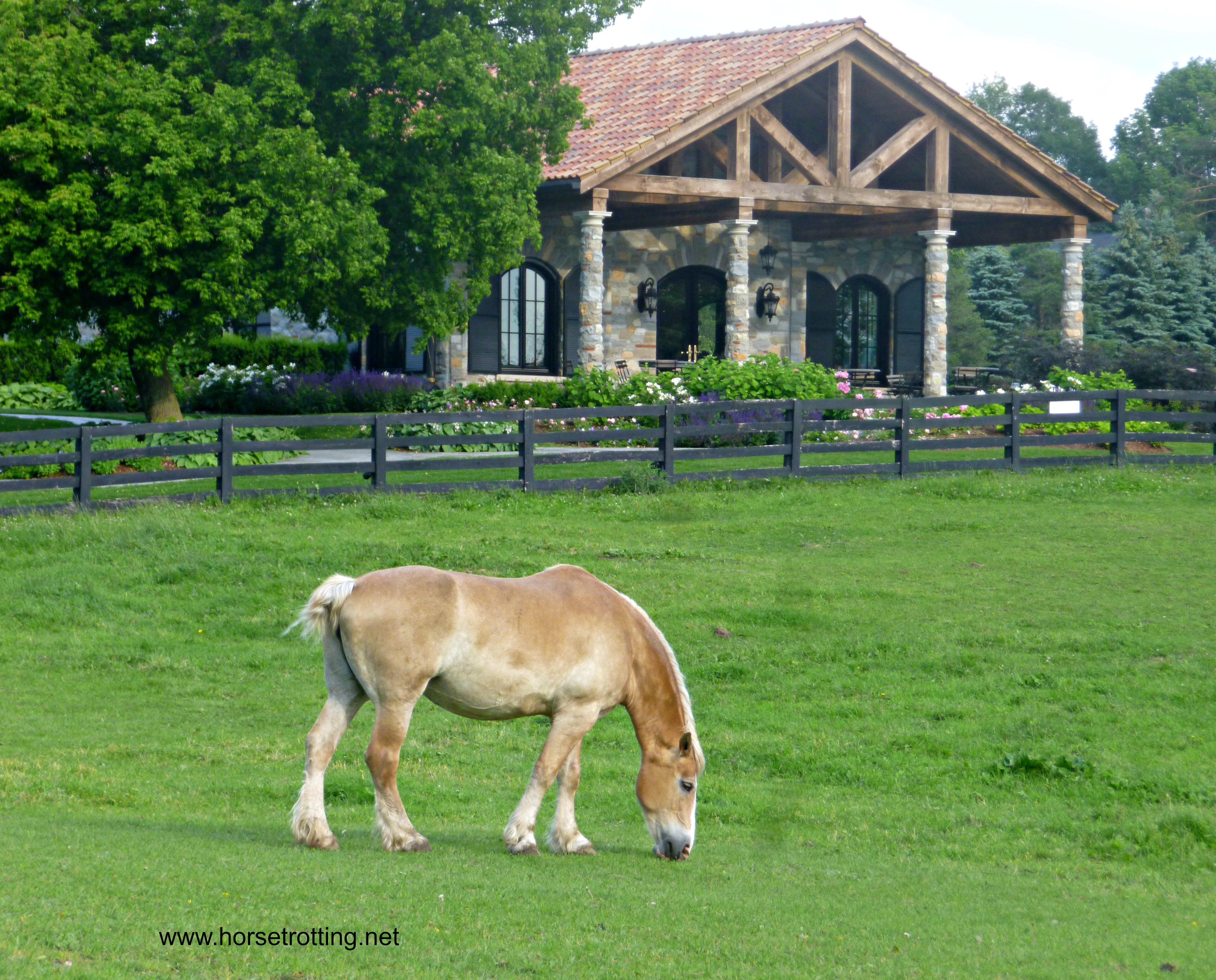 Horse at Dog Tales Dog Rescue and Horse Sanctuary