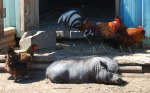 Potbellied pig and rosters at Ralphy's Resort Animal Sanctuary