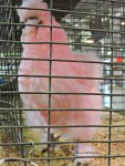 Pink Chicken at the Norfolk County Fair, Simcoe, Ontario
