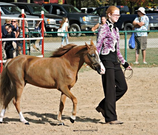 Fall Fair MIniature Horse Judging Competition
