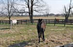 thoroughbred horses in a field at Saxony Farms, Lexington, Kentucky