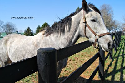 thoroughbred horse in a paddock at Saxony Farms, Lexington, Kentucky