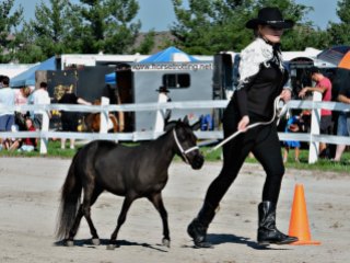 mini horse at Dunville Fall Fair 2018, Dunville, Ontario